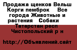Продажа щенков Вельш Корги пемброк  - Все города Животные и растения » Собаки   . Татарстан респ.,Чистопольский р-н